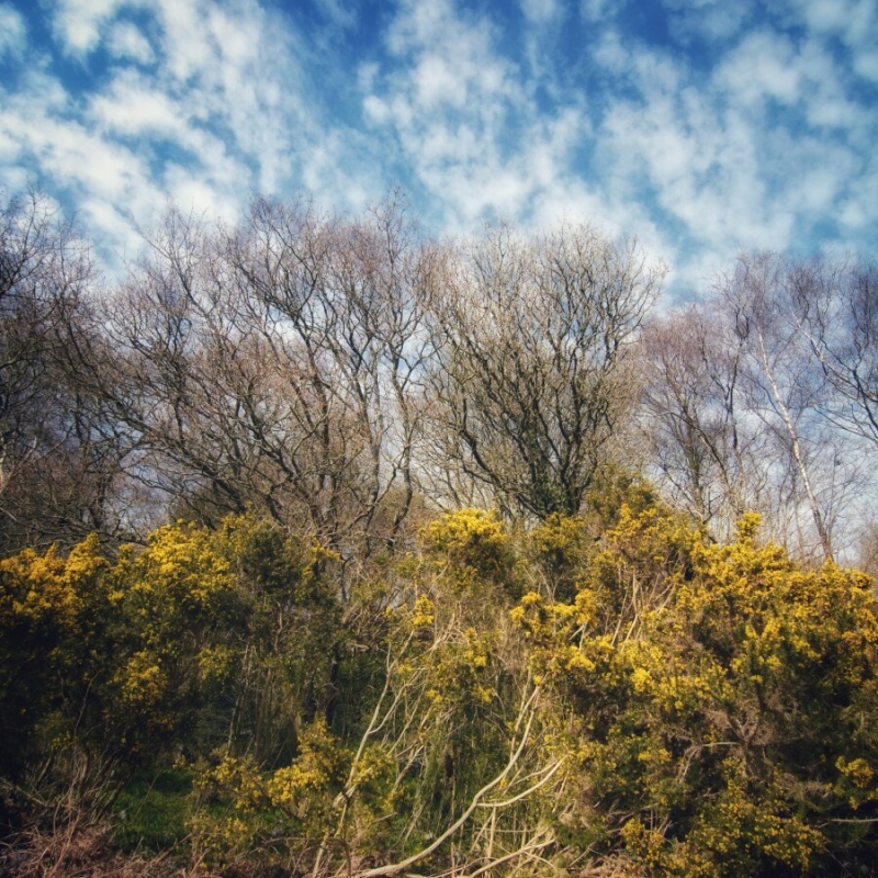 Spring trees and bushes with blue/white patchy skies