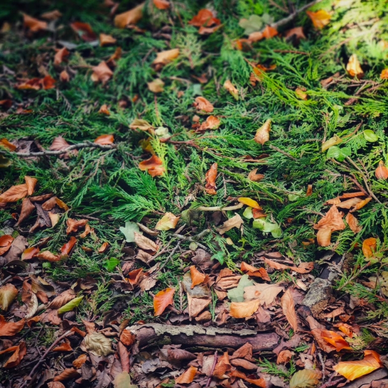 Photo: Copyright Leeroy Lugg 2025