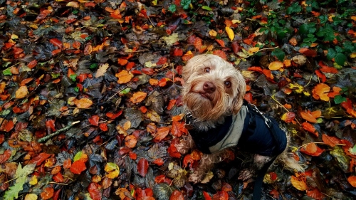 The dog on a soggy autumn day.