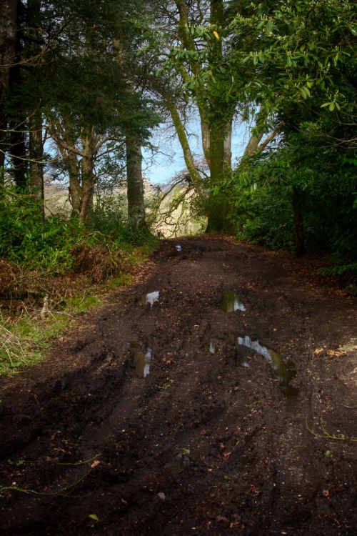 Entrance to the woods.