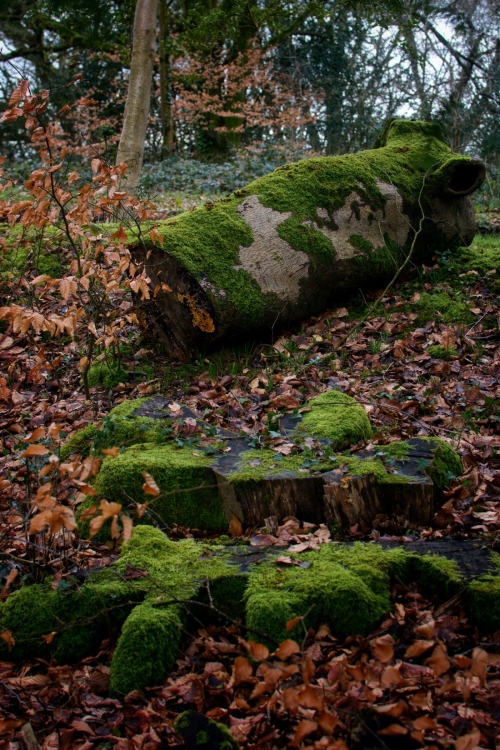 Fallen and cut trees.