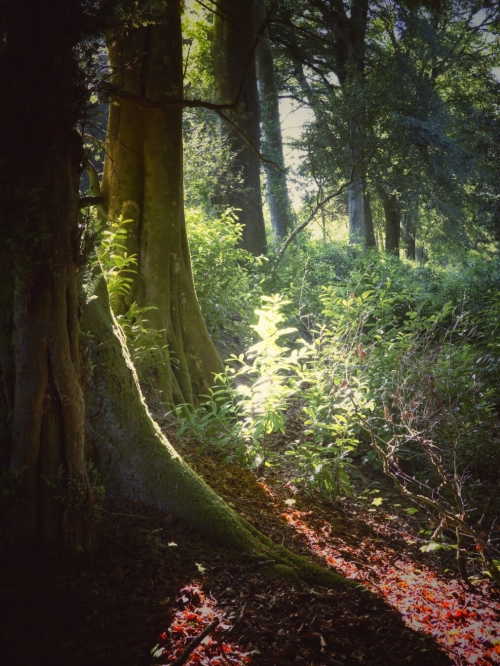Afternoon Light