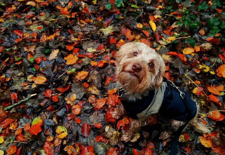 Photo: Leeroy Lugg - Autumn Leaves