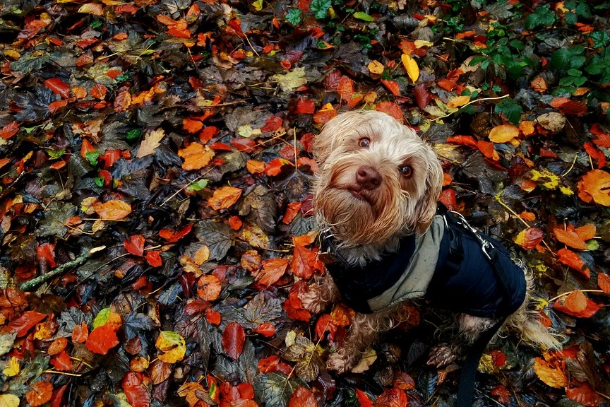 Photo: Leeroy Lugg - Autumn Leaves