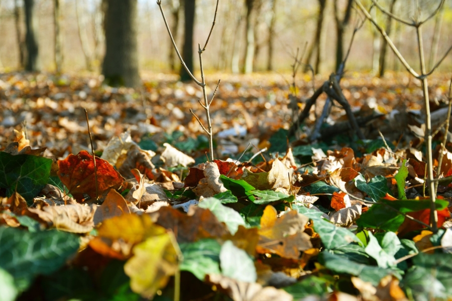 Photo: Pexels